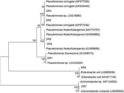 1-Aminocyclopropane-1-Carboxylate Deaminase-Producing Plant Growth-Promoting Rhizobacteria Improve Drought Stress Tolerance in Grapevine (Vitis vinifera L.)